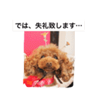 チームワンズ（個別スタンプ：24）