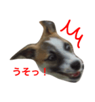 ジャックラッセルテリアのジャッキー（個別スタンプ：3）