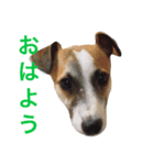 ジャックラッセルテリアのジャッキー（個別スタンプ：6）