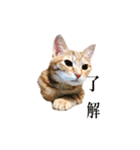 たまとぺろ（個別スタンプ：1）