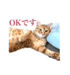 たまとぺろ（個別スタンプ：2）