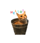 たまとぺろ（個別スタンプ：3）