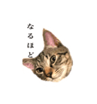 たまとぺろ（個別スタンプ：4）