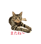 たまとぺろ（個別スタンプ：5）