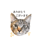 たまとぺろ（個別スタンプ：6）