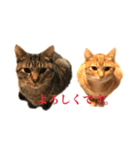 たまとぺろ（個別スタンプ：8）