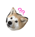 秋田犬の日常スタンプ（個別スタンプ：3）