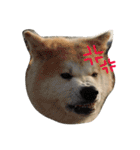 秋田犬の日常スタンプ（個別スタンプ：4）