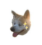 秋田犬の日常スタンプ（個別スタンプ：7）