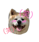 秋田犬の日常スタンプ（個別スタンプ：9）