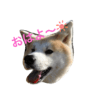 秋田犬の日常スタンプ（個別スタンプ：11）