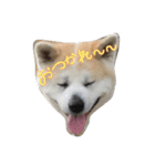 秋田犬の日常スタンプ（個別スタンプ：12）