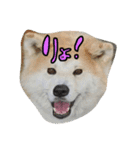 秋田犬の日常スタンプ（個別スタンプ：13）