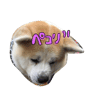 秋田犬の日常スタンプ（個別スタンプ：14）
