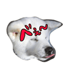 秋田犬の日常スタンプ（個別スタンプ：15）