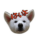 秋田犬の日常スタンプ（個別スタンプ：16）