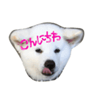 秋田犬の日常スタンプ（個別スタンプ：17）
