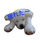 秋田犬の日常スタンプ（個別スタンプ：18）