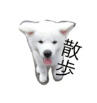 秋田犬の日常スタンプ（個別スタンプ：19）