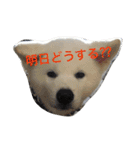 秋田犬の日常スタンプ（個別スタンプ：20）
