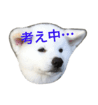 秋田犬の日常スタンプ（個別スタンプ：21）