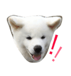 秋田犬の日常スタンプ（個別スタンプ：22）