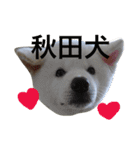 秋田犬の日常スタンプ（個別スタンプ：24）