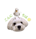 白い犬と白い鳥（個別スタンプ：6）