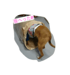 zasyukennokenta（個別スタンプ：4）