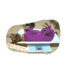 zasyukennokenta（個別スタンプ：8）