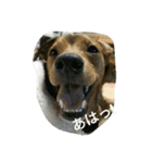 zasyukennokenta（個別スタンプ：10）