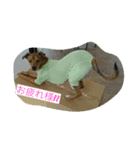 zasyukennokenta（個別スタンプ：11）