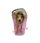 zasyukennokenta（個別スタンプ：16）