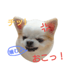 ラッキースタンプ♪（個別スタンプ：1）