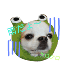 ラッキースタンプ♪（個別スタンプ：16）