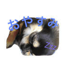 チュチュちゃん（個別スタンプ：2）