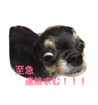 チュチュちゃん（個別スタンプ：17）