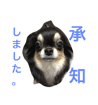 チュチュちゃん（個別スタンプ：19）