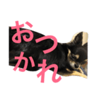 チュチュちゃん（個別スタンプ：27）