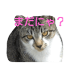 にゃんこ劇場。写真ver（個別スタンプ：2）