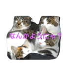 にゃんこ劇場。写真ver（個別スタンプ：3）