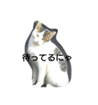 にゃんこ劇場。写真ver（個別スタンプ：5）