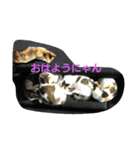 にゃんこ劇場。写真ver（個別スタンプ：7）