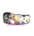 にゃんこ劇場。写真ver（個別スタンプ：8）