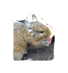 デグーたち（個別スタンプ：4）