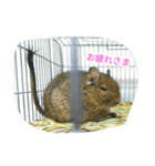 デグーたち（個別スタンプ：6）