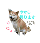 柴犬で日常会話（個別スタンプ：1）