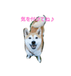柴犬で日常会話（個別スタンプ：2）