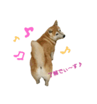 柴犬で日常会話（個別スタンプ：3）