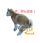 柴犬で日常会話（個別スタンプ：4）